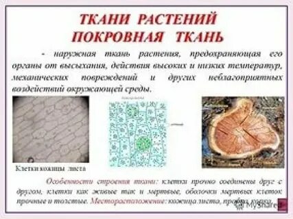 Форма клеток тканей растений