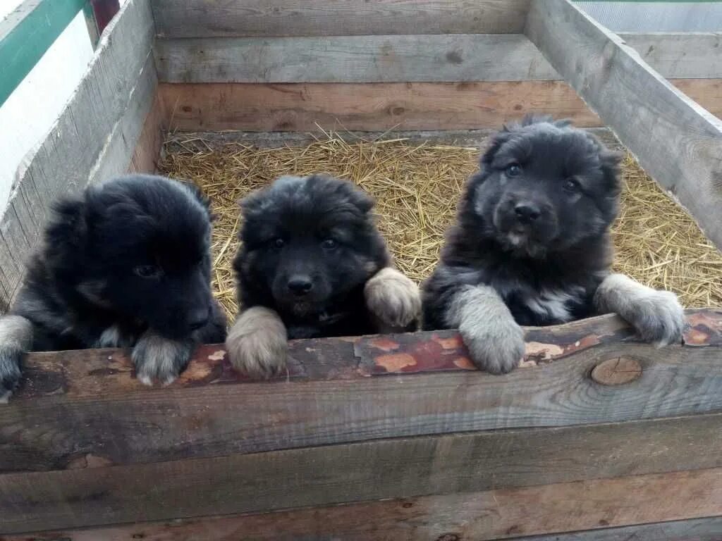 Собаки кчр. Собаки кчр. Волкодав короткошерстный. Кинг кавказский волкодав. Кавказский волкодав.