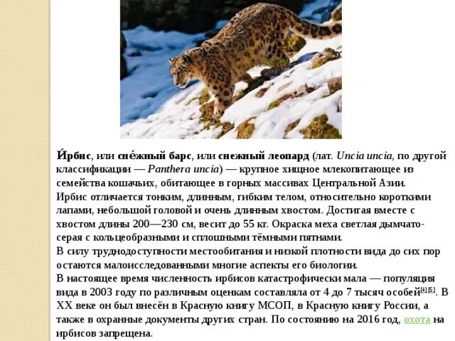 Ирбис список мсоп угрожаемых видов хищных. Относительный характер ирбиса. сочинение про снежного леопарда. ирбис сообщение маленькое. ирбис классификация животного лат..