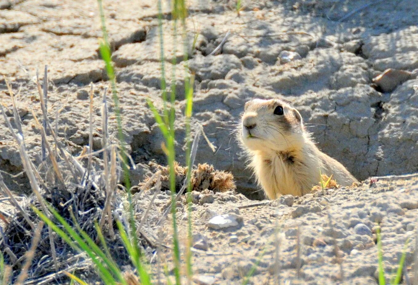 Суслик впадает. Spermophilopsis Leptodactylus. Тонкопалый суслик. Суслик пустынный. Суслик песчаник.