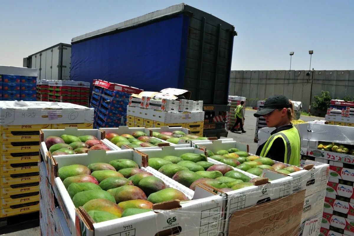 Транспортировка овощей и фруктов. Транспортировка продуктов питания. Экспорт продовольствия. Упаковка фруктов для перевозки. Product export
