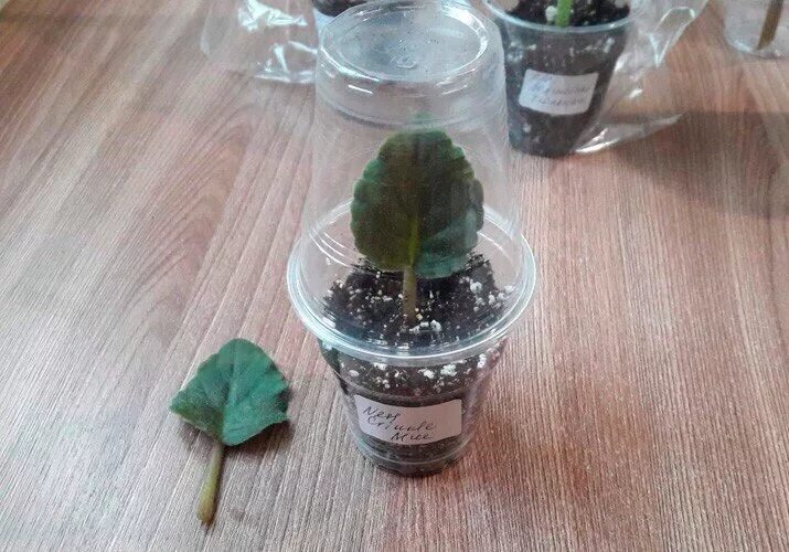 детки фиалок в горшках. фиалка ванильное парфе. емкости для фитильного полива фиалок. фиалка в стаканчике. детки фиалок в стаканчиках.