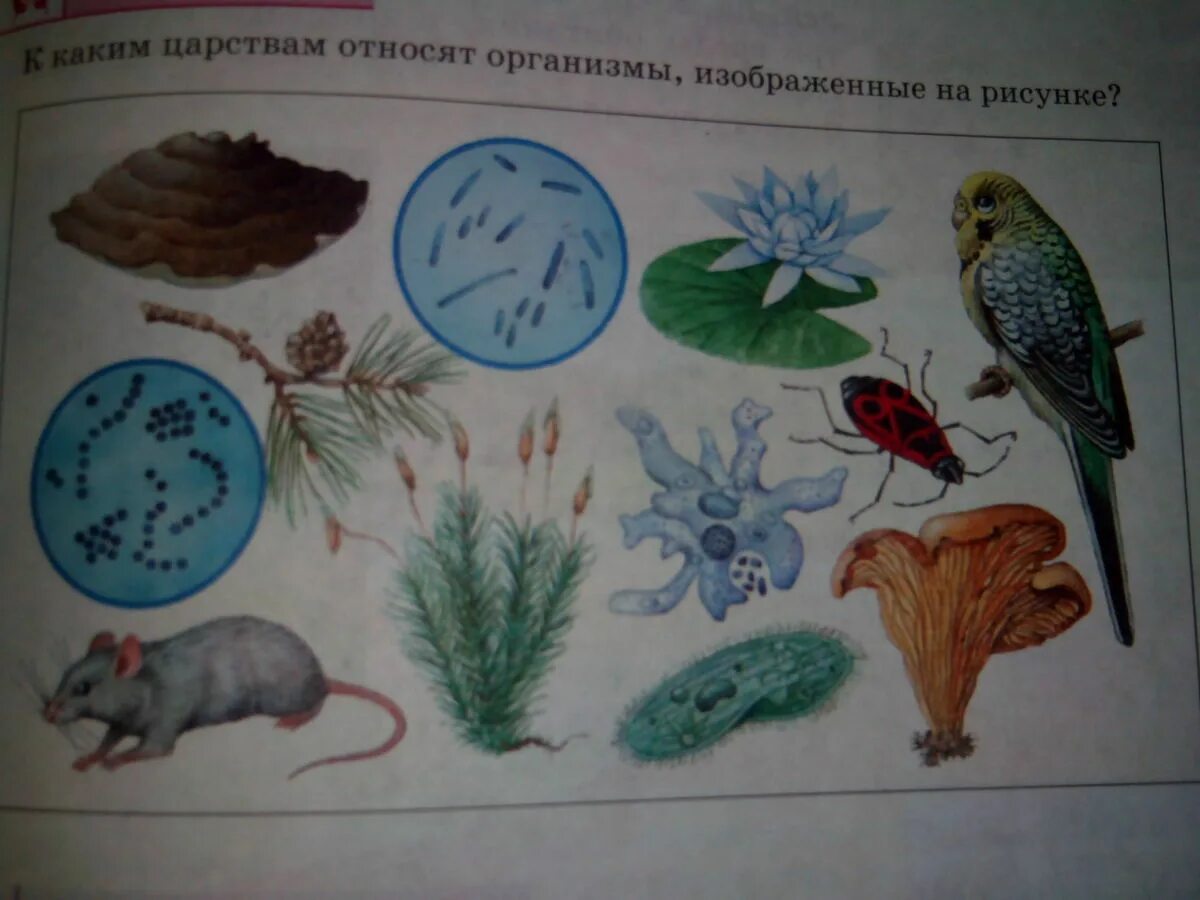 Какой организм изображен на рисунке. Рисунок по царствам природы. К какому царству относится организм изображенный на рисунке. К каким царствам относят организмы изображенные на рисунке. К каким царствам относят организмы изображенные на картинке.