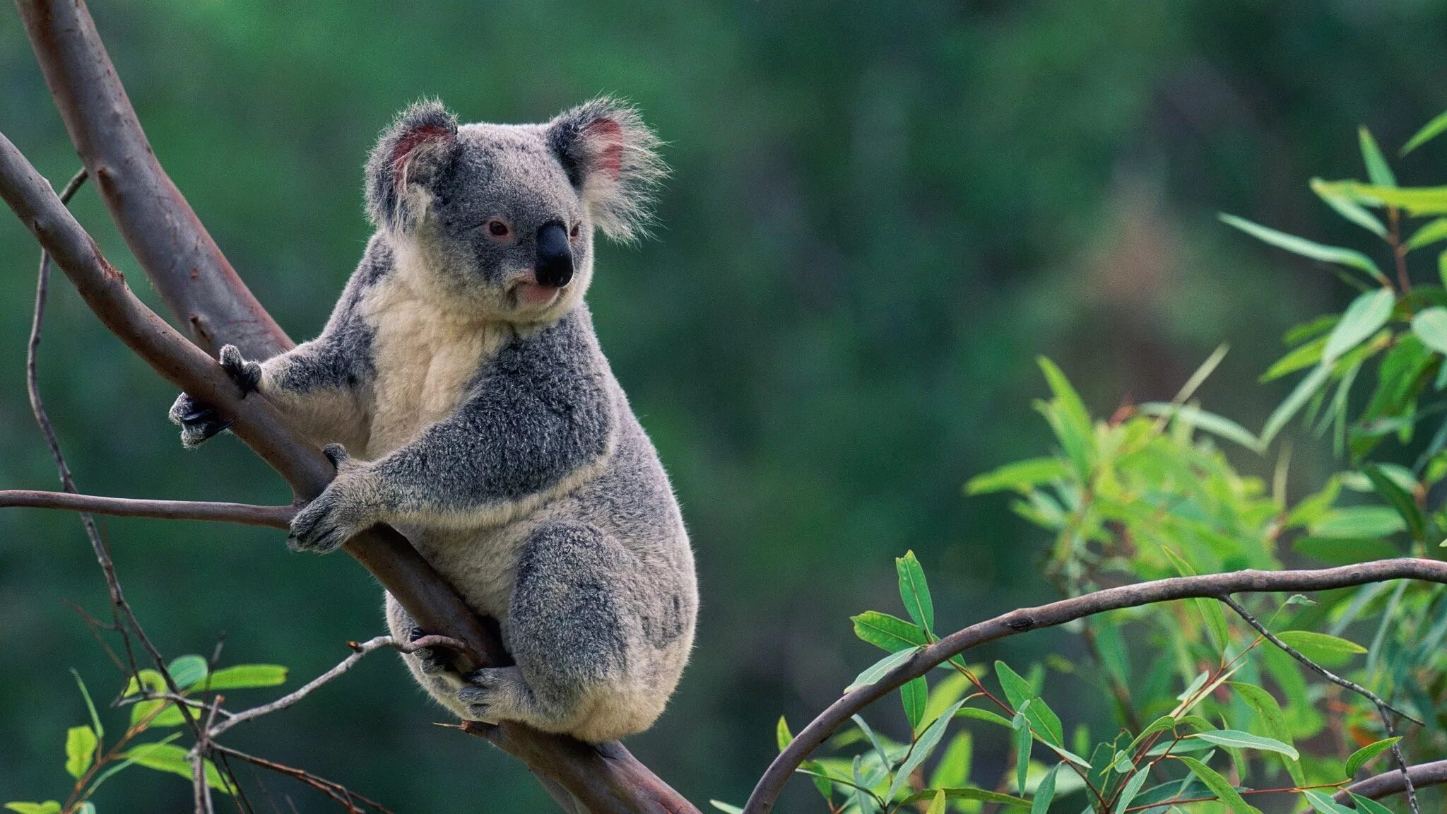 Животные Австралии коала. Животный мир Австралии коала. Эндемики коала. Кенгуру и коала. Коала в лесу