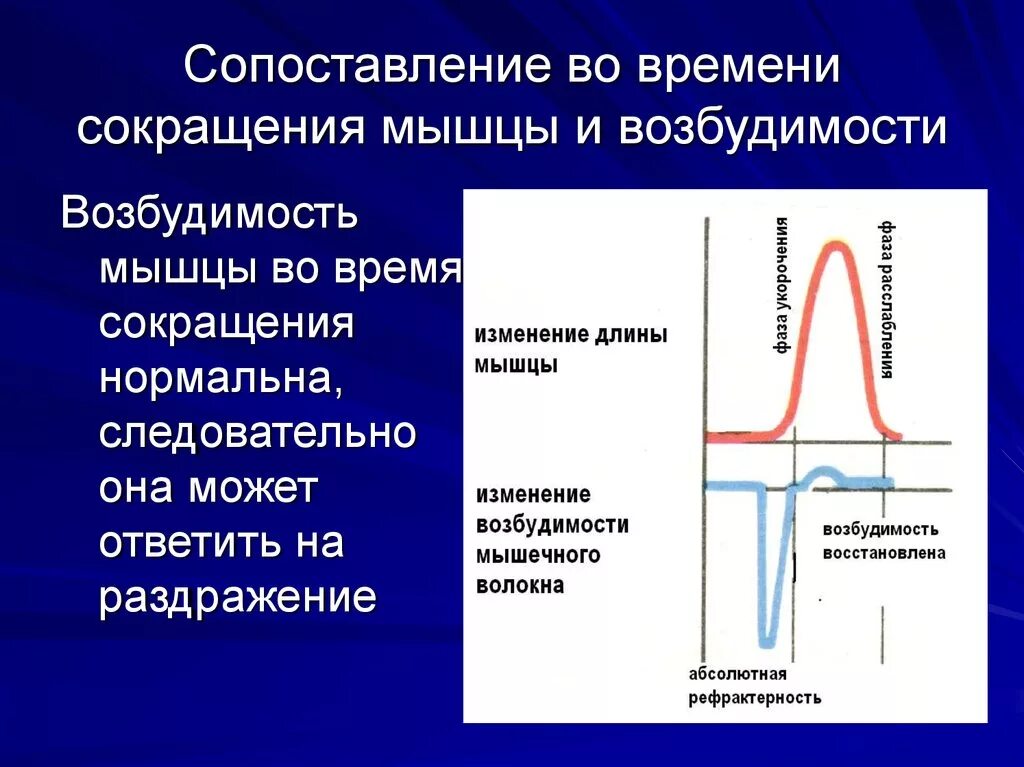 Возбудимость рефрактерность. Возбудимость мышц. Возбудимость скелетной мышцы. Мышцы сокращение возбудимость.