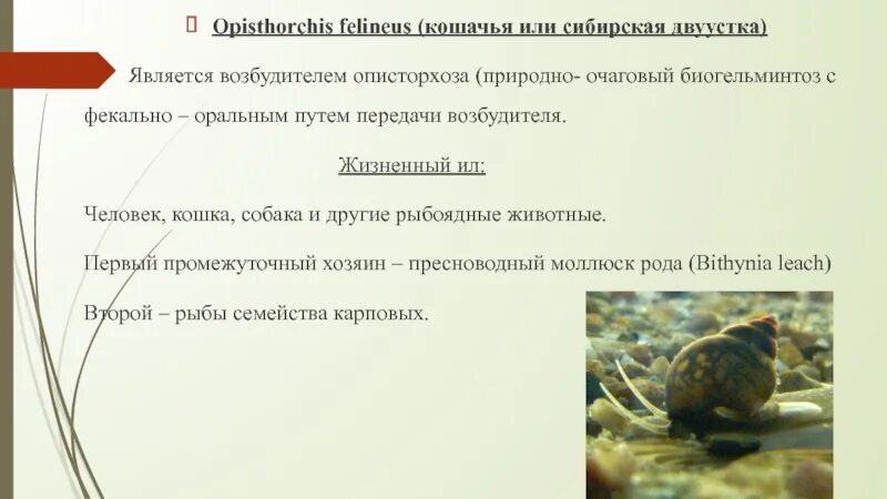 Антитела к описторхисам