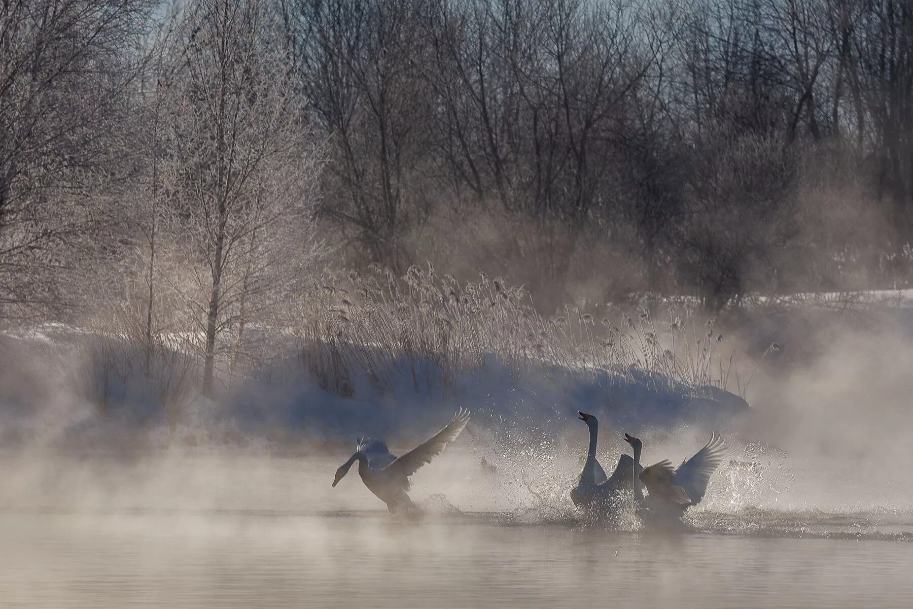 Озеро туман хмао. Пар в природе. Туманное осеннее утро. Туман над полыньей. Туман над полыньей.