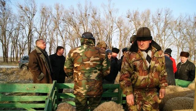 колхоз маныч. колхоз маныч. охота на озере маныч калмыкия. колхоз-племзавод "маныч". отель маныч.