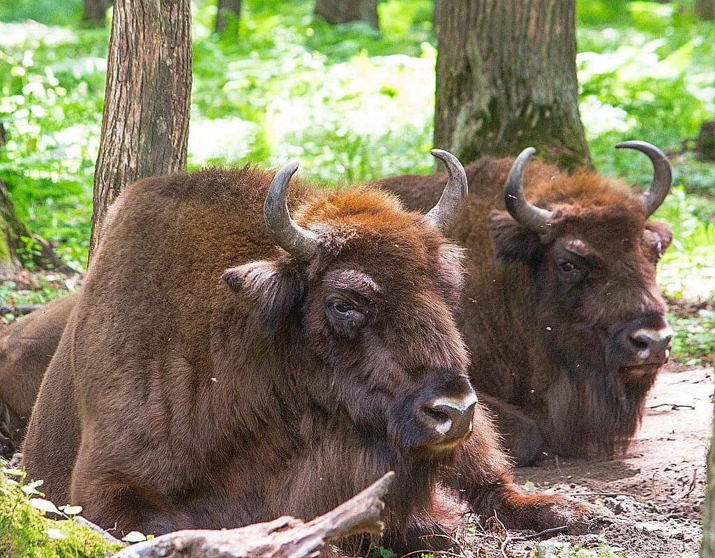 В мире с животными серпухов. Заповедник зубров московская область серпухов. Зубры в подмосковье заповедник серпухов. Зубровый заповедник серпухов. Заповедник зубров в серпухове.