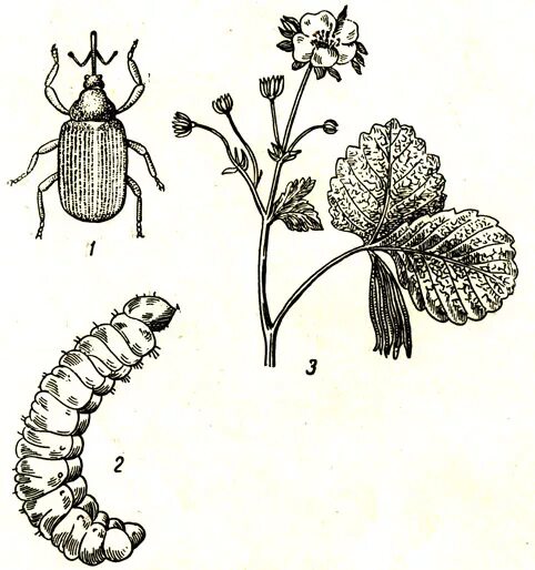 Вредители клубники описание с фотографиями. Малинно-Земляничный долгоносик. Малинно-Земляничный долгоносик личинка. Малинно Земляничный долгоносик рисунок. Личинки клубничного долгоносика.