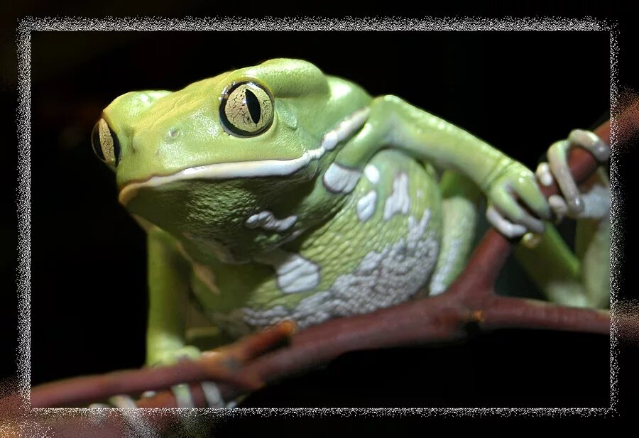 лягушка ученая рисунок. лягушонок ученый. жаба студент. картинки креативные для аватара. двухцветная филломедуза лягушка.