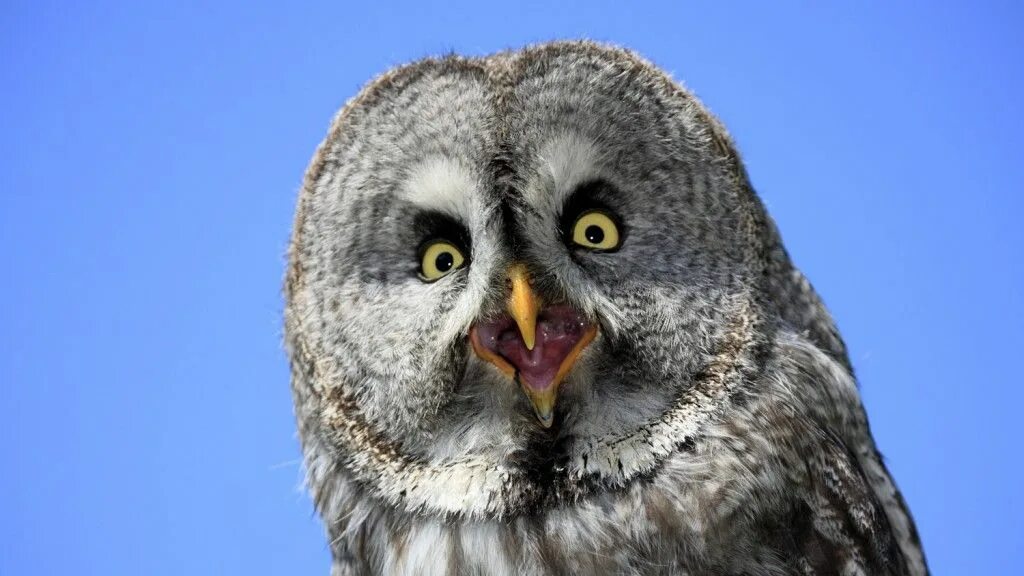 Бородатая неясыть. Хищные птицы филин. Сова белолицая совка. Самая большая сова в мире. Лесная сова.