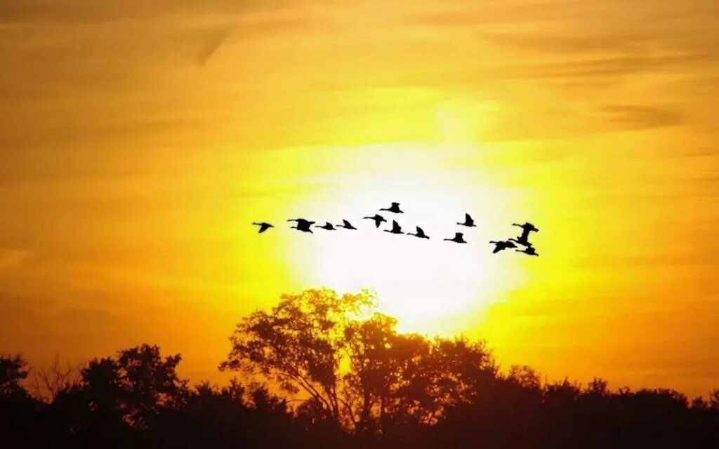 Птицы улетают. Перелетные птицы на закате. Журавль в небе. Птички улетают в даль. Пролетают года слова