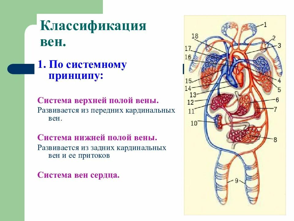 Две нижних полых вены. Система верхней полой вены. Система верхней и нижней полой вены. Кардинальная Вена у человека.