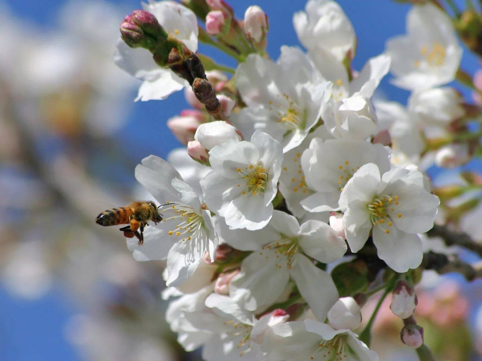 Springtime