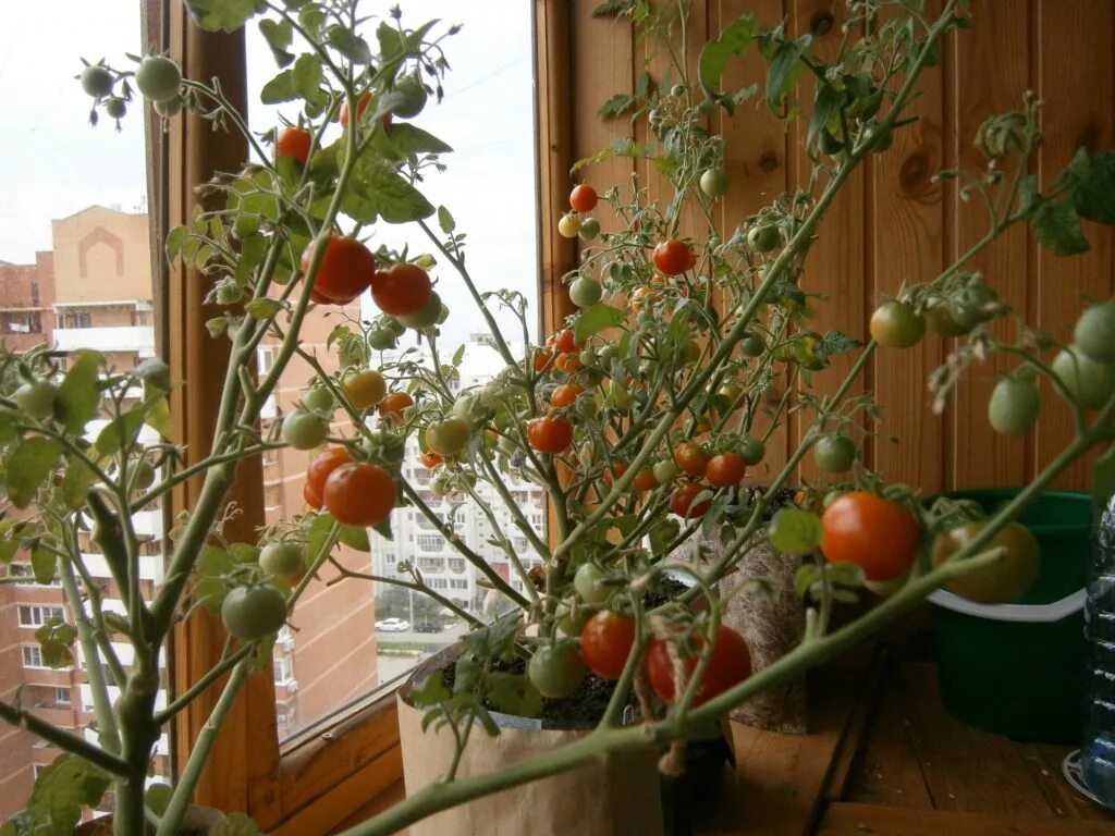 Помидоры на лоджии. Огород на балконе помидоры. Томаты на подоконнике. Огурцы и помидоры на балконе.