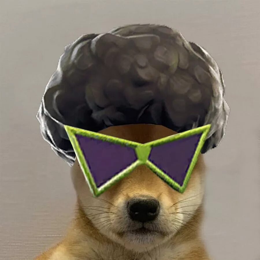 Imgur: The most awesome images on the Internet. Chihuahua, Cute dogs, Dogs