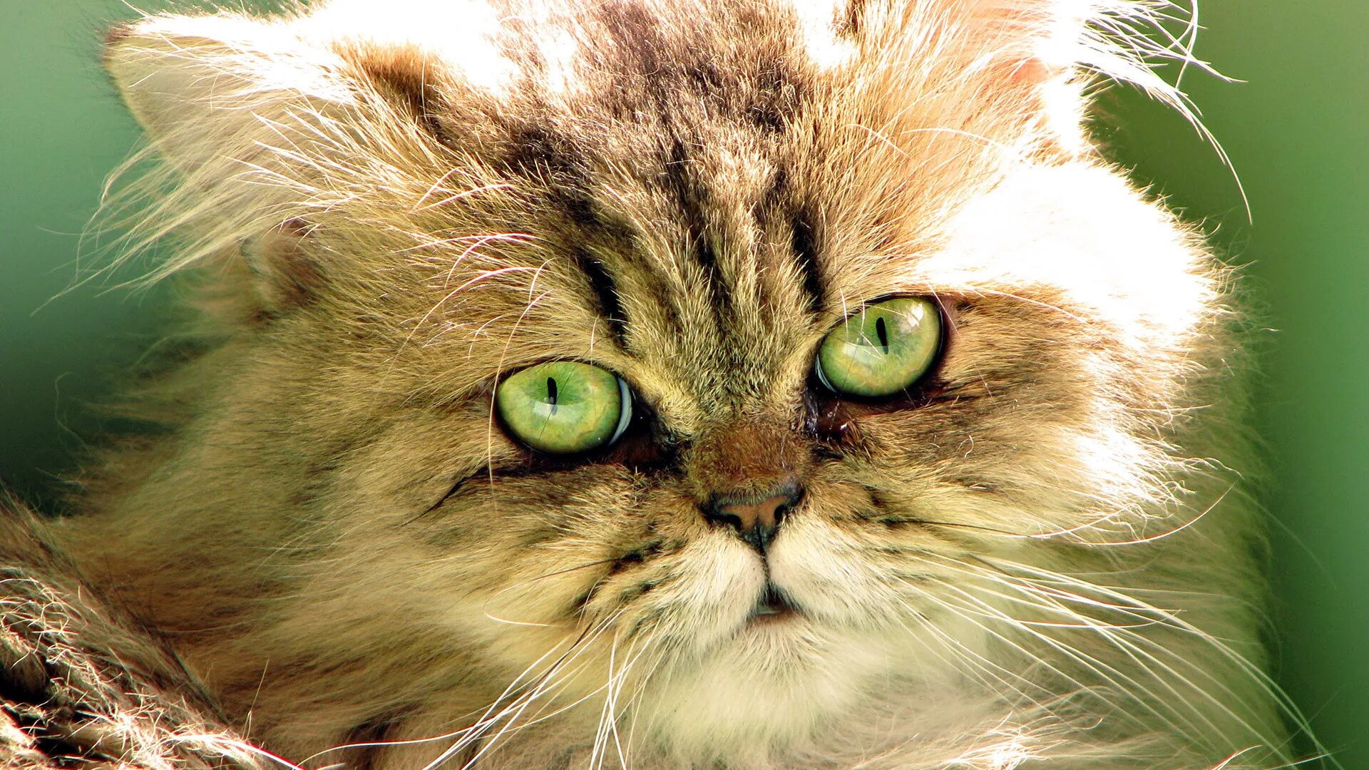 Кошки чрезвычайно терпеливы. Обои с котиками. Красивые кошки. Кошка с зелеными глазами. Красивый кот.