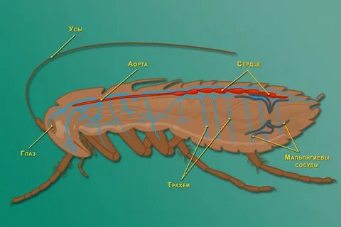 Кровеносная система насекомых рисунок