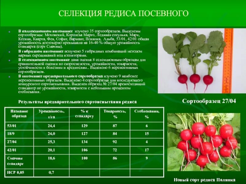 Срок редиски. Характеристика редиса. Селекция редиски. Стадии развития редиски. Этапы развития редиса.