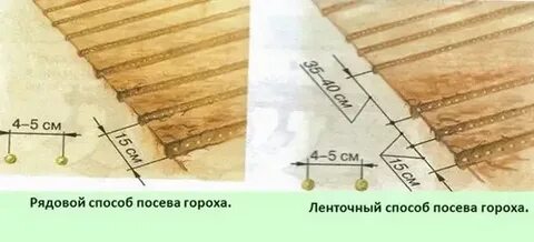 Расстояние посадки гороха