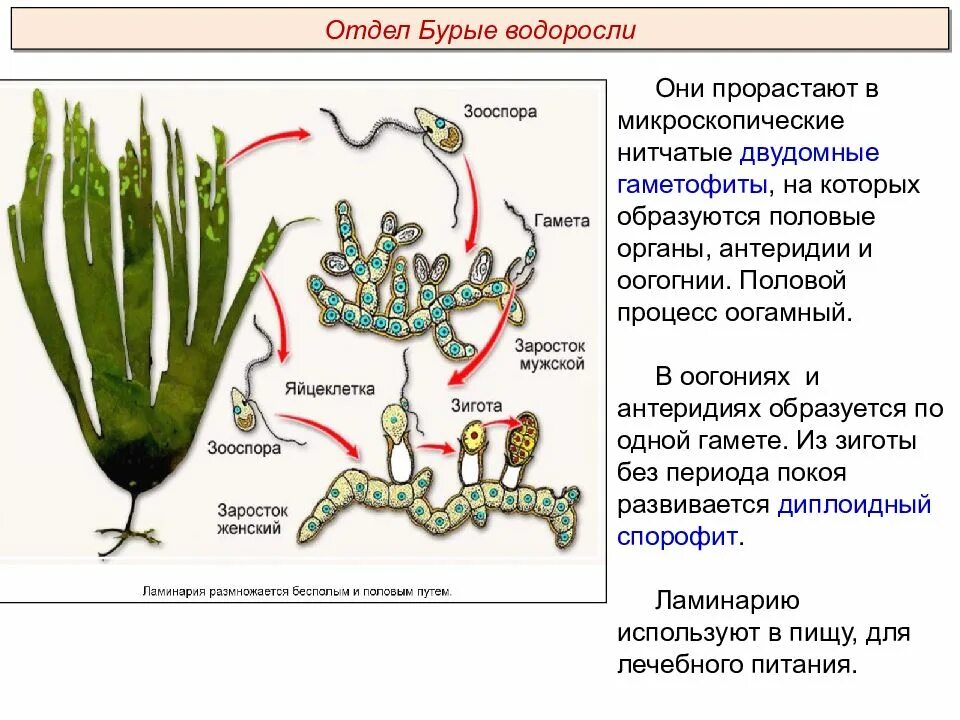 Чем представлен гаметофит и спорофит у водорослей. Гаметофит ламинарии. Цикл размножения бурых водорослей. Спорофит ламинарии. У ламинарии оогония.