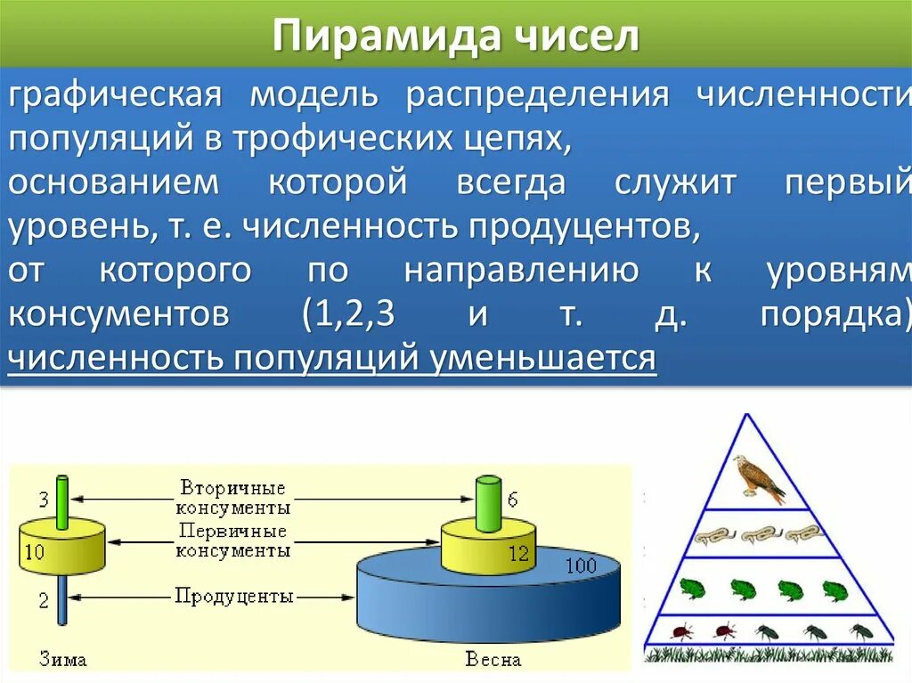 Экологическая пирамида численности. Пирамида чисел. Экологическая пирамида чисел. Пирамида численности. Правило пирамиды чисел.