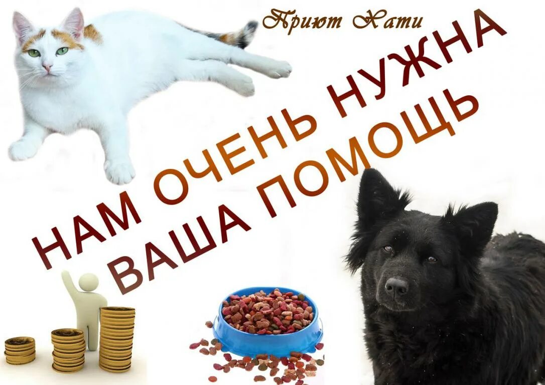 Корма для животных приют. Корма для бездомных животных. Сбор кормов для животных. Домики для бездомных собак. Еда в приюте.