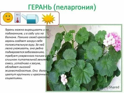 Герань какую температуру выдерживает на улице осенью