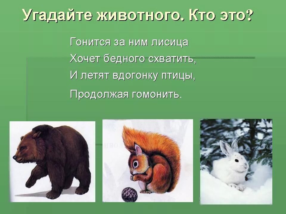 Угадай название животных. Отгадай животного по описанию. угадываем животных по описанию. угадай животное по описанию. узнай по описанию дикие животные.