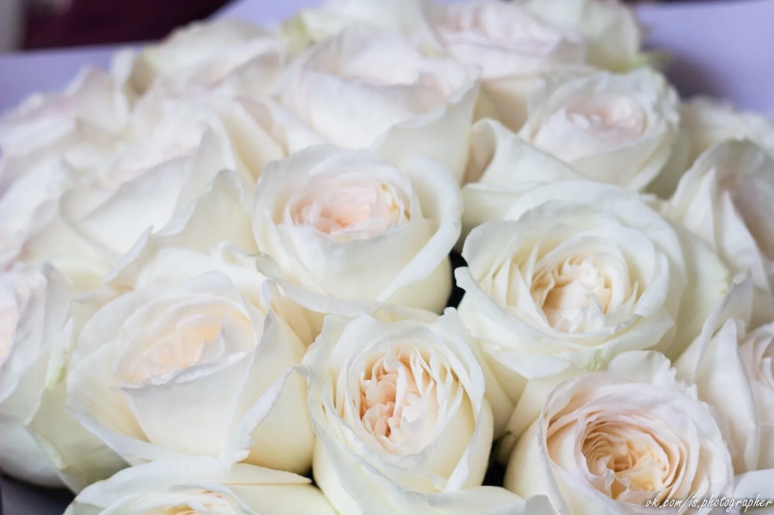 Лепестками белых роз. Роза белый шоколад. Роза Вайт шифон. Белые розы россыпью. Белая бархатная роза.