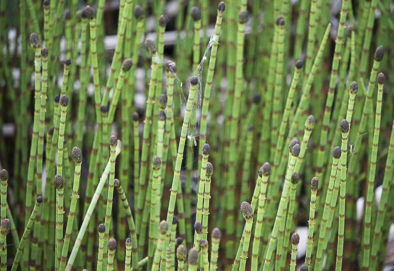 Хвощ пол. Хвощ (equisetum). хвощ полевой - equisétum arvénse. хвощ полевой equisetum arvense l.. хвощ камышовый.