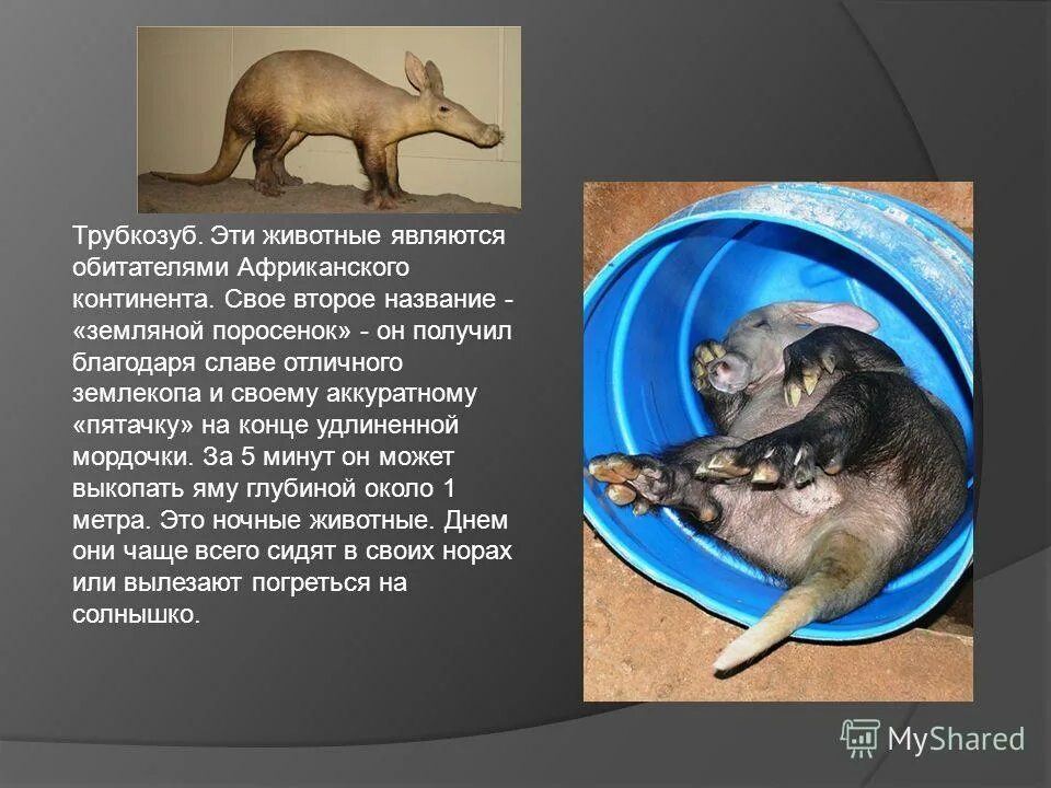 кинкажу фауна южной америки. землеройка многозубка. енотовидная собака тануки. животные австралии коала. квокка эндемики австралии.