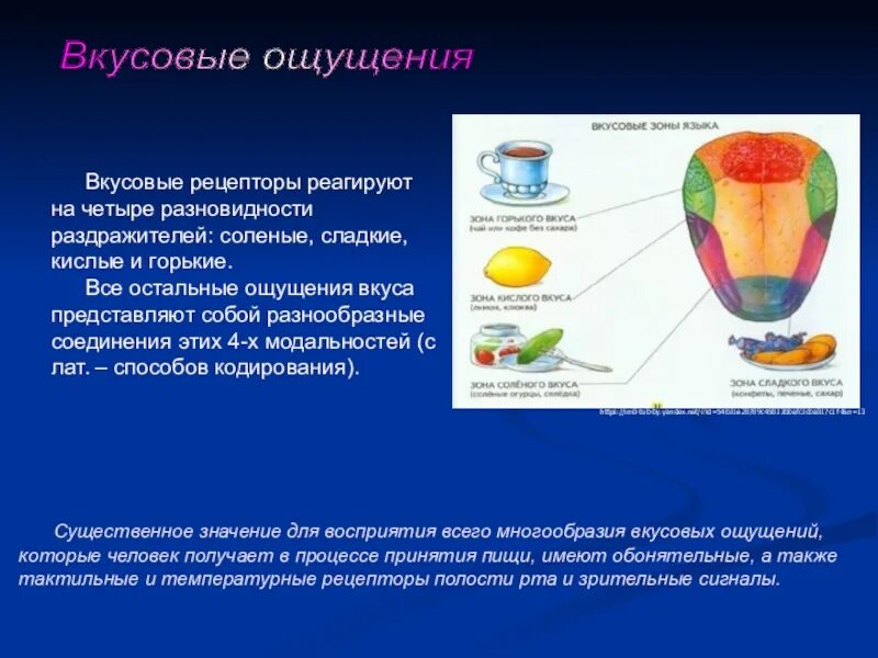 Вкусовые ощущения. Богатство вкусовых ощущений. Характеристика вкусовых ощущений. Рецепторы вкусовых ощущений. 16 ощущается