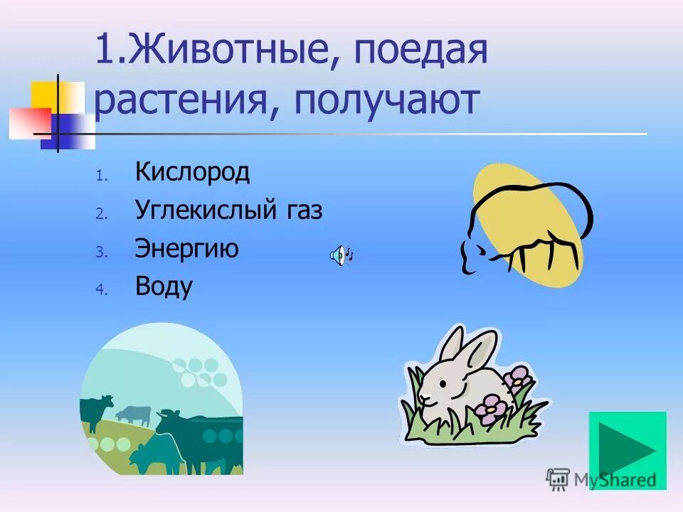 Человек получает от растений. Как животные получают энергию. Откуда животные получают энергию. Процесс получения энергии животными. Органические животные получают энергию.