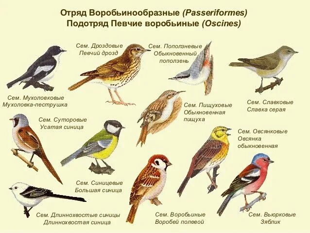 Какие птицы относятся к отряду воробьинообразные. Отряд воробьинообразные представители. певчие воробьиные воробьинообразные. представители семейств отряда воробьиных.