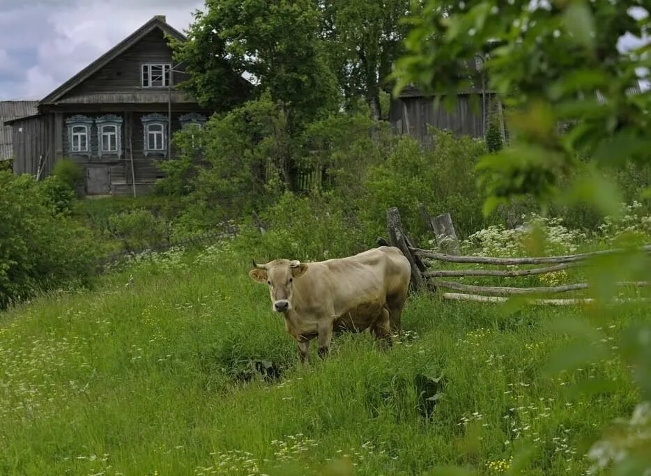 В 2 соседних деревнях. Коровы в деревне. Домик в деревне с коровой. Сельские коровы. Корова в селе.
