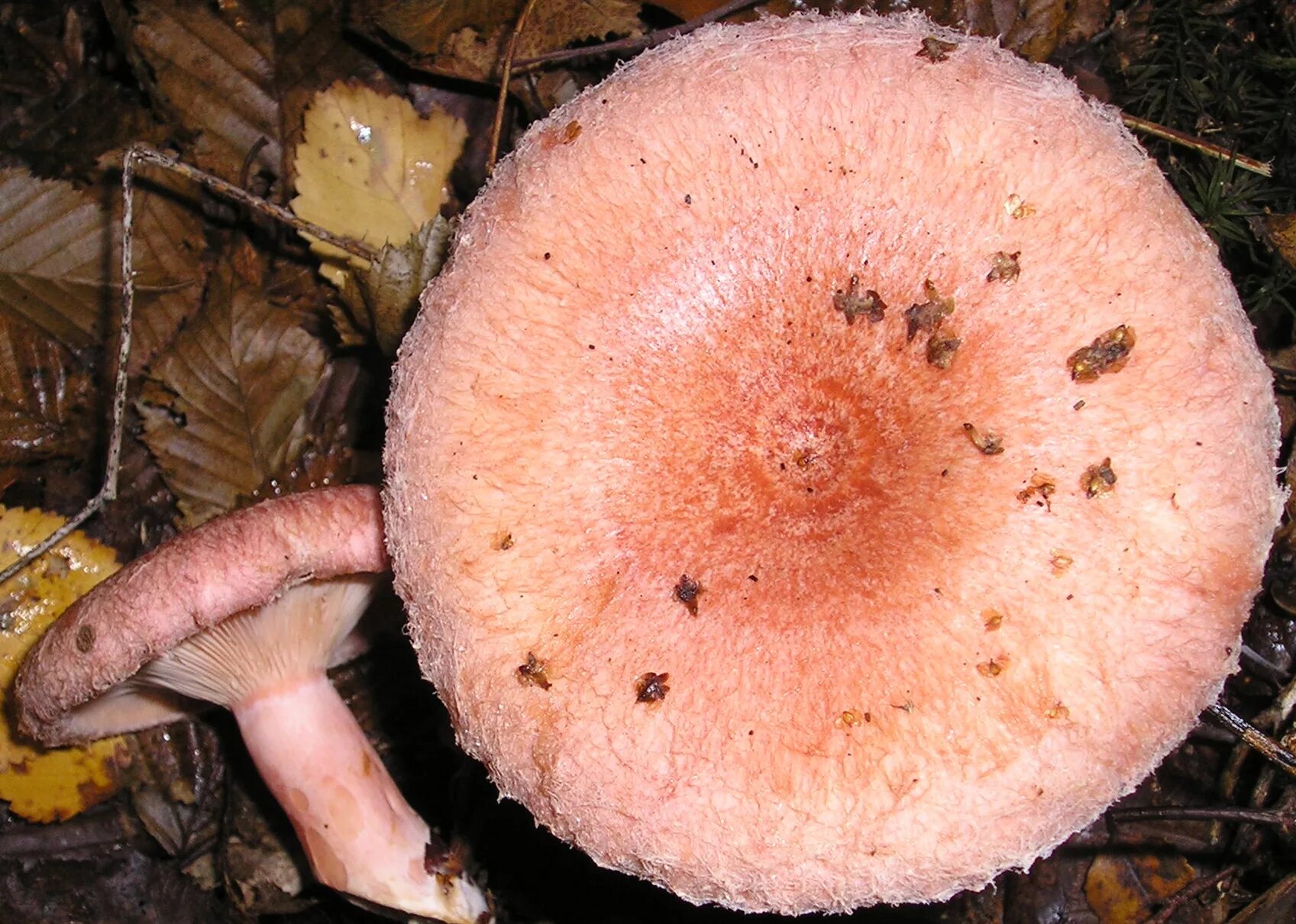 Волнушка съедобный или нет. Волнушки млечники. Lactarius torminosus – волнушка. Млечник Рыжик гриб. Млечник волнушка гриб.
