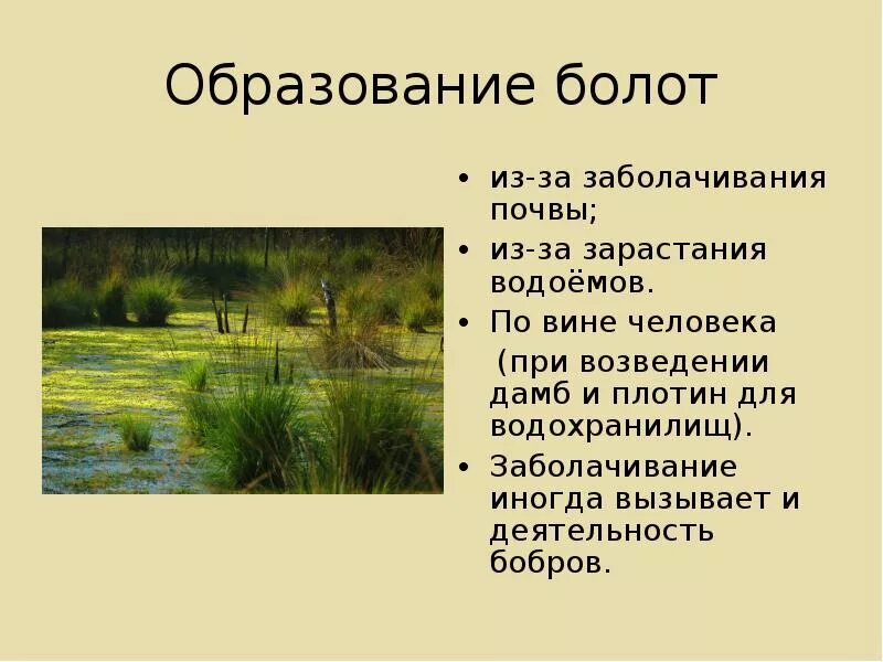 Как образуется болото. Появление болота. Презентация на тему болота. Образование болот. Какая природная зона заболочена