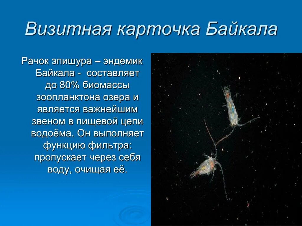 Санитары байкала. Озеро байкал рачок эпишура. эндемики байкала рачок эпишура. байкальская эпишура презентация. эндемика байкала эпеищюра.