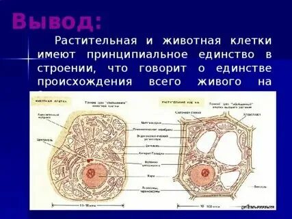 Лабораторная работа по биологии строение клетки вывод