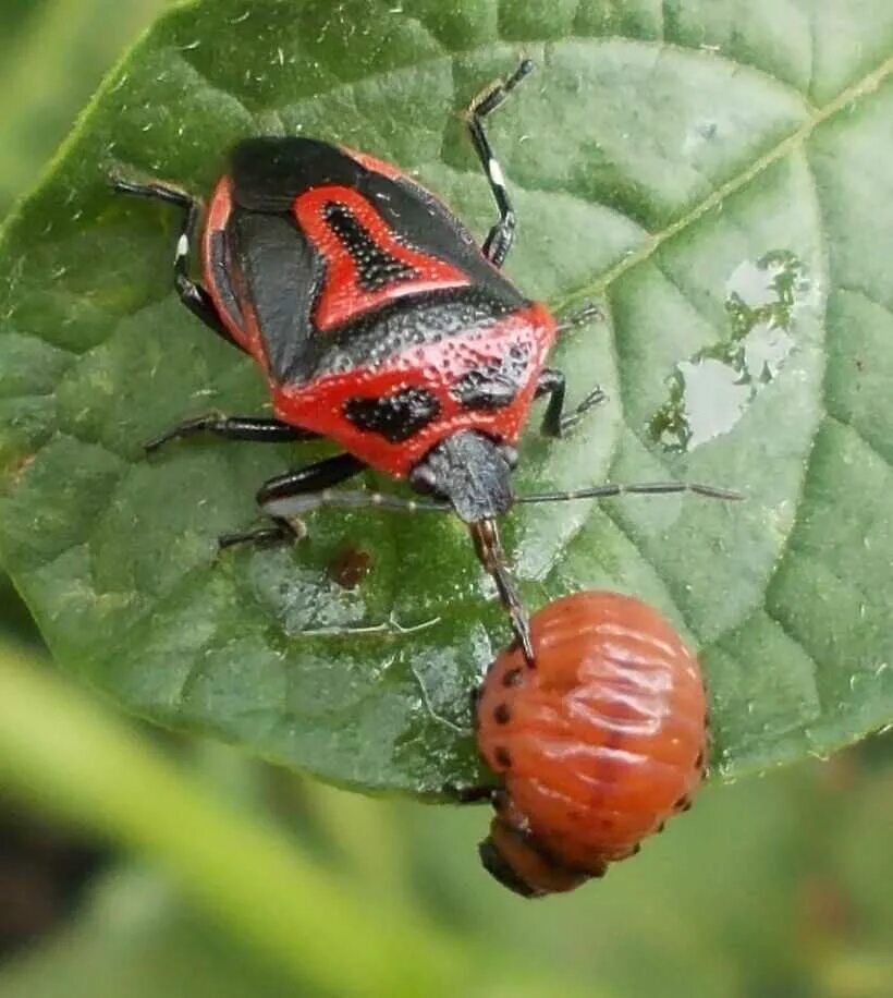 Щитник красноногий. Клоп щитник красноногий. Клоп-солдатик – Pyrrhocoris apterus. Жук красноклоп солдатик. Кто ест колорадских жуков