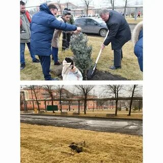 Украли ели