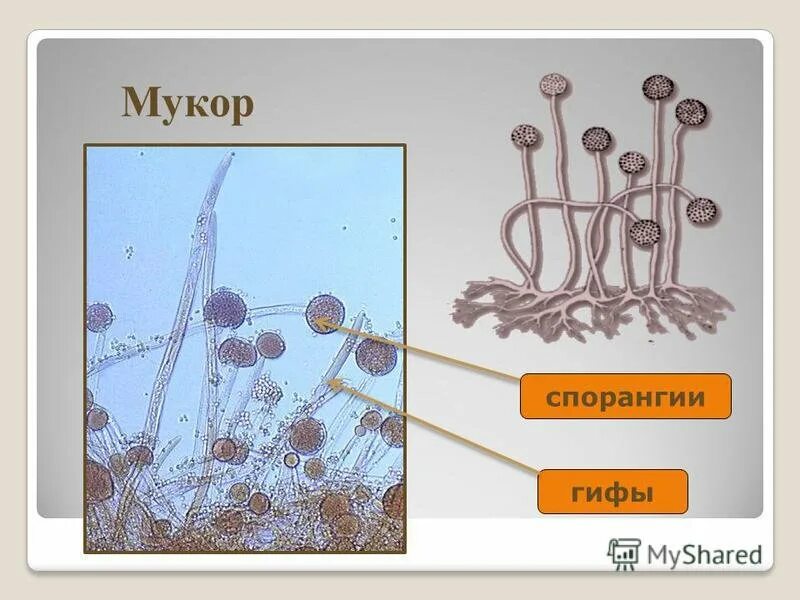 Мукор царство грибов. Рисунки плесневых грибов мукора. Клетка гриба мукора под микроскопом. Клетка плесневого гриба мукора. Гриб мукор под микроскопом.