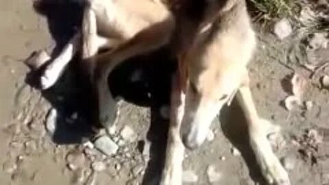 П покажите видео