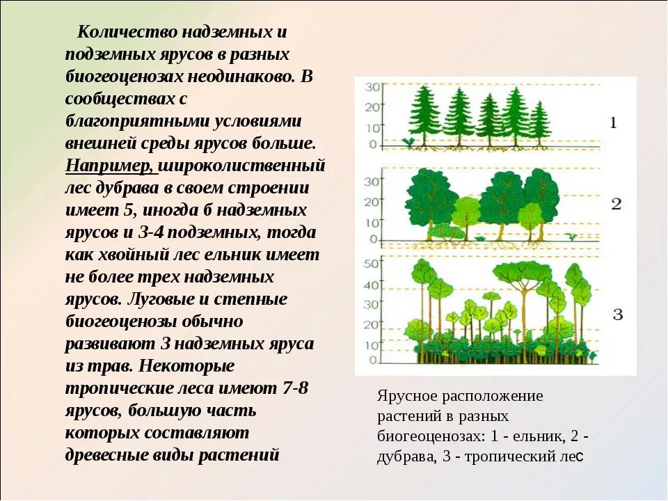 Ярусность лесного фитоценоза. Пространственная структура экосистемы ярусность. Ярусность растений 6 класс биология. Ярусность в биоценозе лиственного леса. Смешанный лес факторы