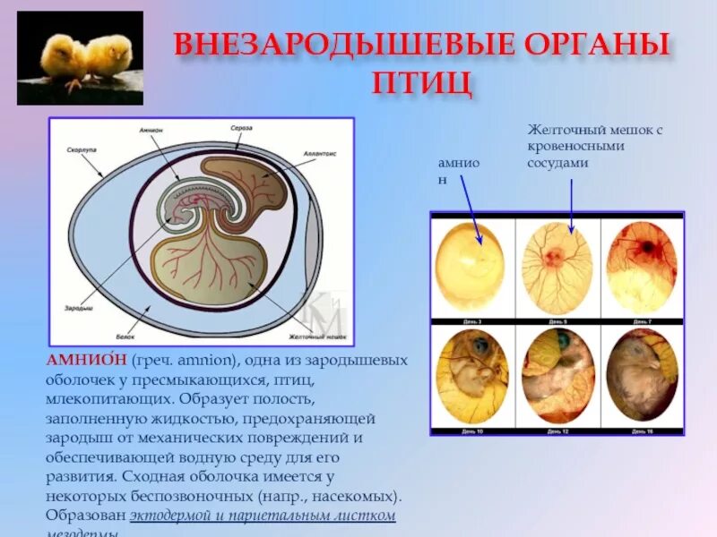 Строение зародыша хорион амнион. Амнион и желточный мешок. Провизорные органы зародыша птицы. Строение яйца птицы амнион.