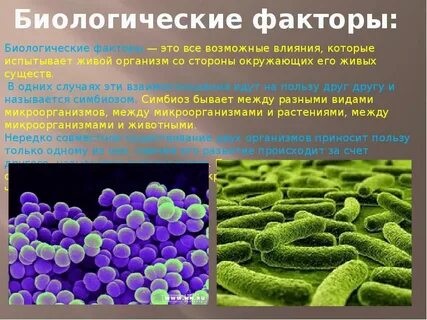 Действие биологических факторов на микроорганизмы