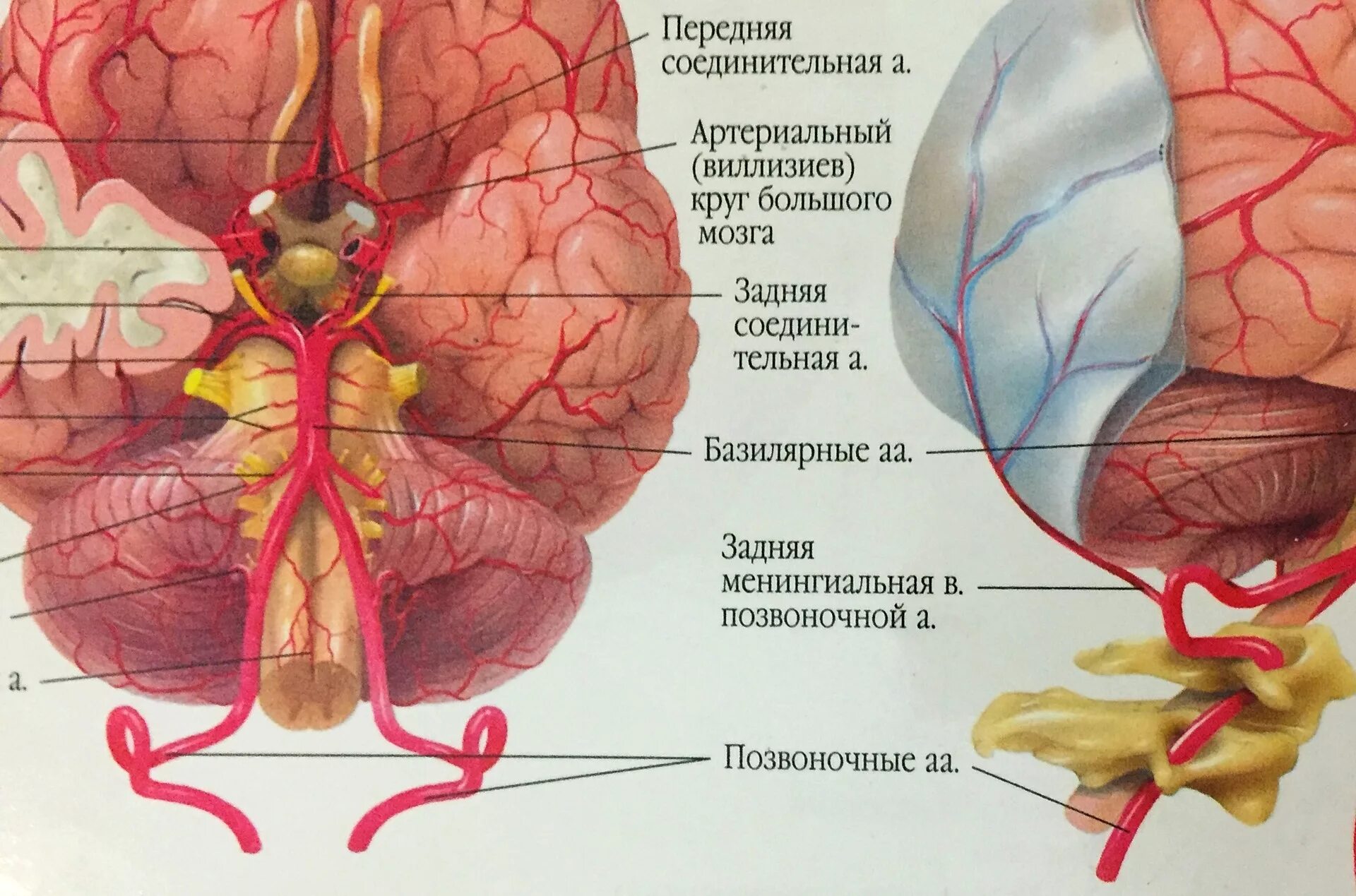 Задняя соединительная артерия мозга. Кровоснабжение головного мозга анатомия Виллизиев круг. Кровообращение мозга. Виллизиев круг.. Базилярная артерия головного мозга. Заднесоединительная артерия.