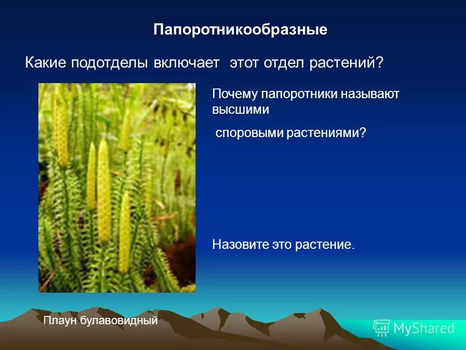 Папоротники это высшие растения. Папоротникообразные. Споровые папоротники голосеменные. Папоротникообразные относятся к высшим растениям потому что. Почему папоротникообразные высшие растения.